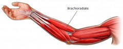 brachio-radialis m. 
(elbow) 