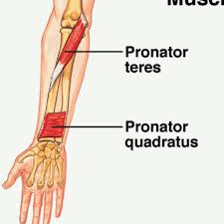 pronator teres m. 
(elbow)