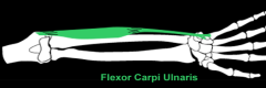flexor carpi ulnaris m. 
(wrist)