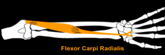 flexor carpi radialis m. 
(wrist)