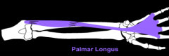 palmaris longus m. 
(wrist)
