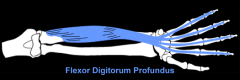 flexor digitorum profundus m. 
(wrist)