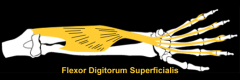 flexor digitorum superficialis m. 
(wrist) 