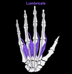 lumbricales m. 
(wrist)
