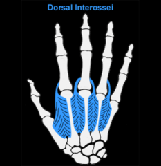 dorsal interossei m. 
(wrist)