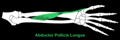 abductor pollicis longus m. 
(wrist)