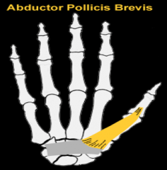 abductor pollicis brevis m. 
(wrist)
