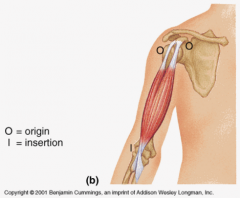 - The end of the muscle that is attached to the stationary bone is called the origin (and is NOT easily movable)
