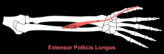 extensor pollicis longus m. 
(wrist)