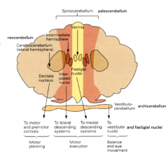 - Vestibulocerebellum (oranje)
- Spinocerebellum (oranjerood + geel)
- Cerebrocerebellum (beige)