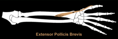 extensor pollicis brevis m. 
(wrist)