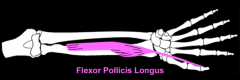 flexor pollicis longus m. 
(wrist)