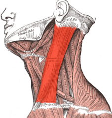 - These muscles in the sides of the neck are named for their attachments     
- When only one side contracts, the head turns to the opposite side