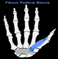 flexor pollicis brevis m. 
(wrist)