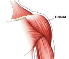 - Large triangular-shaped muscle that covers the shoulder    
- Abducts the arm (raises it laterally) to the horizontal position