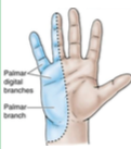"claw hand"
ulnar nerve irritation or injury
numbness and tingling in forearm and 4th and 5th digits (ulnar dermatome area)
sudden/severe onset of pain on inside of elbow
happens to baseball/softball pitchers; fall causing severe abduction of exte...