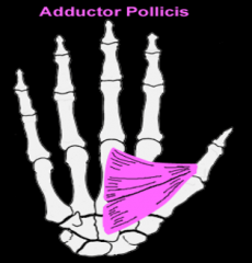 adductor pollicis m. 
(wrist)