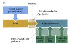 Sensorische cortexgebieden --> pons --> cerebellum