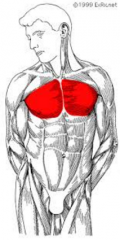 - Large (major) anterior muscle in the upper chest