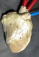 Label this picture of the sheep heart.