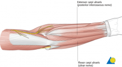 - Originate on the bones of the forearm and insert on the bones of the hand    
- Move the wrist and hand