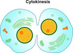 1. Occurs in animal cells during mitosis