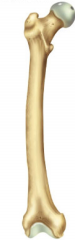 Tubular with shaft and two ends
Examples: femur, tibia, humerus