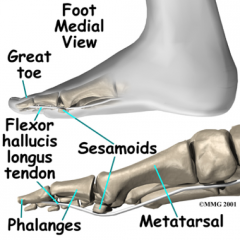 Embedded within a tendon; add mechanical advantage and protect tendons from wear
Examples: medial/lateral sesamoids of great toe (FHB), patella