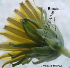 small,	sessile, leaf-like organ on flower stem