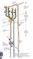 Informatie uit cerebrale cortex, ruggenmerg en vestibulaire systeem schakelt over op granulecel die contact maakt met purkinjecellen die op remmende wijze naar cerebellaire outputkernprojecteren