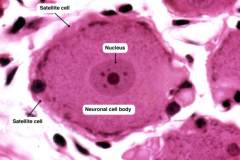 - Schwann Cells (Neurolemmocytes)   
- Satellite Cells