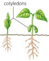 flowering plant with two cotyledons	