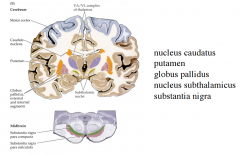 - Nucleus caudatus
- Putamen
- Globus pallidus (extern en intern segment)
- Nucleus subthalamicus
- Substantia nigra (pars compacta(zwart) en reticulata)