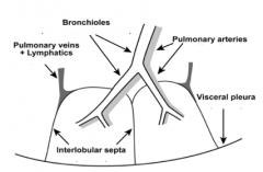 - Each bronchiole that arises from a bronchus enters what is known as a lung lobule
- an incomplete septum separates each lobule from its neighbor
- lymphatics run within the dense connective tissue but are not present within the interalveolar wall