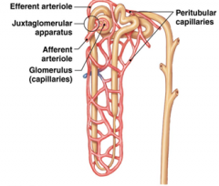 Efferent Arterioles