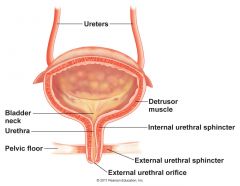 External Urethral Sphincter