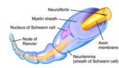 - Formed by concentric layers of white fatty material called myelin or myelin sheath 
- Myelin protects and insulates the axons of many nerve cells in both the CNS and the PNS