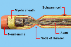 - Neurolemmocytes (Schwann cells) form the sheath; the plasma membrane is called the neurolemma, which is responsible for nerve regeneration 