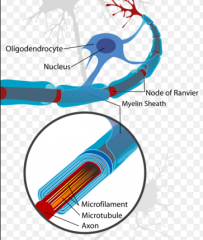 - Oligodendrocytes form the sheath; there is no plasma membrane, and following an injury to nervous tissue, astrocytes "bull" their way in and form a dense tangle of processes that block any regrowth of neurons.