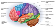 located only in the left hemisphere
- provides motor movements involving speech production. 
- damage to this area allows people to understand information without being able to communicate back