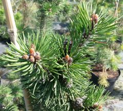 *Mugo pine; Swiss mountain pine
