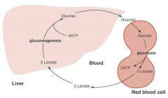 Red blood cells lack mitochondria. Therefore, the primary source of energy comes from obtaining glucose from the liver. The glucose can be converted to lactate in red blood cells, a process that generates 2 ATP. 