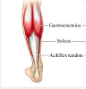  Gastrocnemius
Origin
• Medial head: posterior surface of the medial femoral condyle 
 • Lateral head: upper posterior/lateral surface of the lateralfemoral condyle                      
Pathway
• In the upper leg, the heads combine to form ...