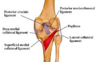 Popliteus
Origin
Lateral femoral condyle 
           Pathway           
Runs obliquely over the
posterior aspect of the knee                  
 Insertion
Posterior aspect of tibia
(above the sole line)
Action
• When the ...