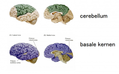 Het cerebellum krijgt input uit sensibele en motorische cortexgebieden

Basale kernen krijgen input uit bijna de gehele cortex