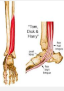 Flexor hallucis longus (FHL)
Origin 
• Lower 2/3, posterior aspect of fibula and adjacent
interosseous membrane
 Pathway
Moving distally, it overlaps tibialis posterior,
entering the foot posterior to the talus, running
under the STT then ...