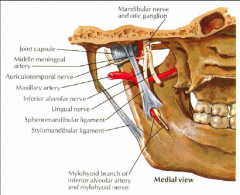 Auriculotemportal N.
Maxillary artery
Middle meningeal artery 
Inferior alveolar artery and mylohyoid nerve. 

