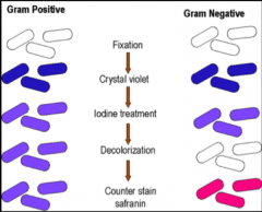 Gram positive bakterier vil beholde farve pga deres tykke lag af peptidoglycan. Gram negative bakterier har et tyndt lag peptidoglycan, og derfor udvaskes farven lettere.