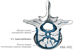 De epiduraal gelegen plexus venosi vertebralis interni en op radiculaire venen