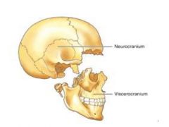 - Viscerocranium (aangezichtsschedel)
- Neurocranium (hersenschedel)